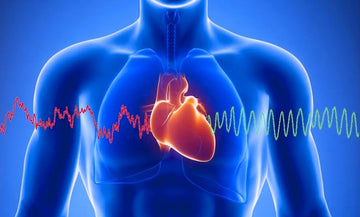 xray human diagram showing heart with electric signals running through it